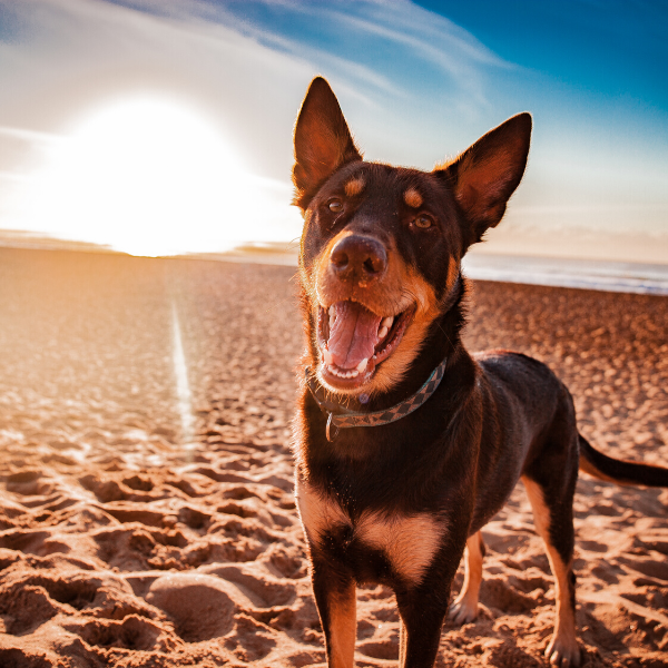 14 of the Most Lovable Dog Breeds
